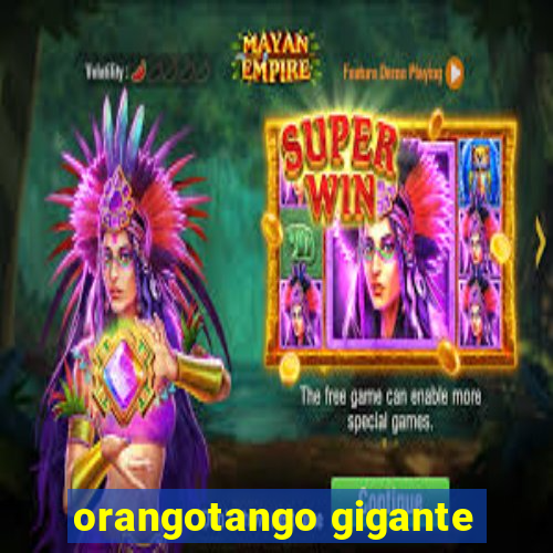 orangotango gigante